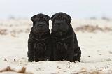 SHAR-PEI 498